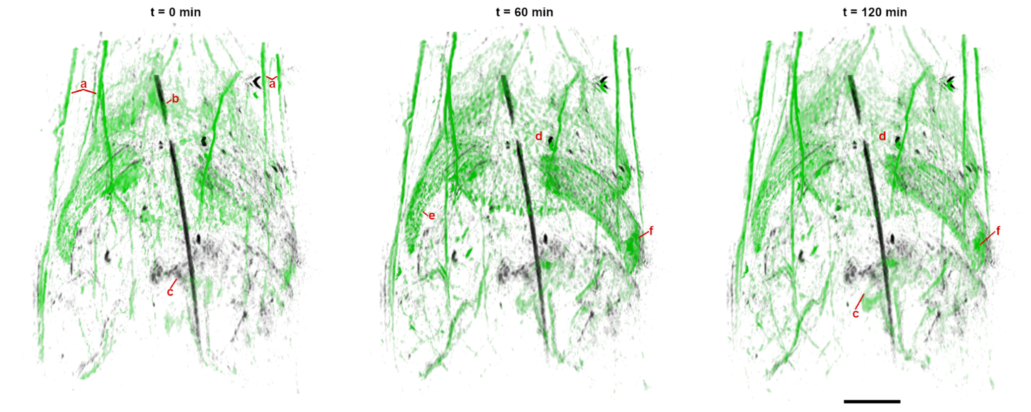 Three photoacoustic images of a molecular analysis of the anatomical parts of a small animal. The images use green to signify the vasculature and black to signify anatomical images.